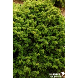 CRYPTOMERIA japonica...