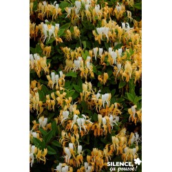 LONICERA japonica...