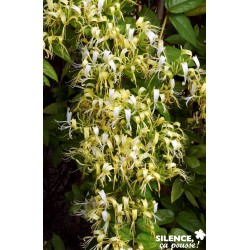 LONICERA similis 'Delavayi'...
