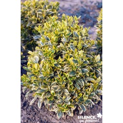 EUONYMUS japonicus 'Bravo'...