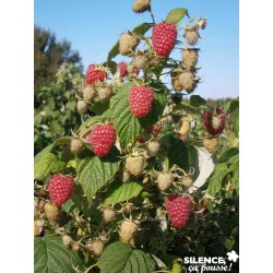 FRAMBOISIER Marastar® COV...