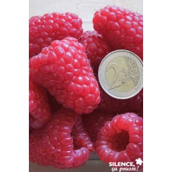 FRAMBOISIER 'Versailles'...