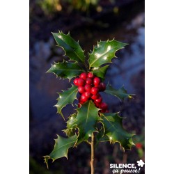 ILEX aquifolium 'Alaska'...