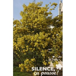 ACACIA dealbata 'Gaulois...