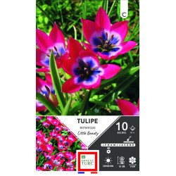 ERNEST TURC TULIPE...