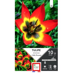 ERNEST TURC TULIPE...