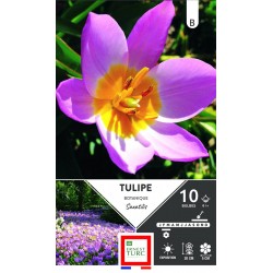 ERNEST TURC TULIPE...