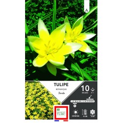 ERNEST TURC TULIPE...