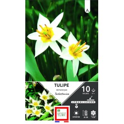 ERNEST TURC TULIPE...