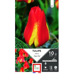 ERNEST TURC TULIPE greigii...