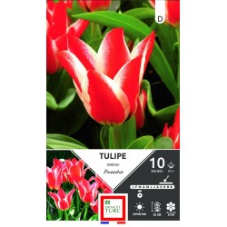 ERNEST TURC TULIPE greigii...