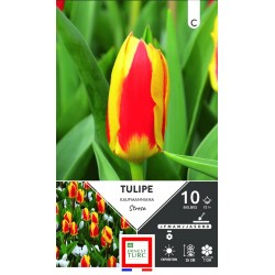 ERNEST TURC TULIPE...
