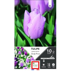 ERNEST TURC TULIPE simple...