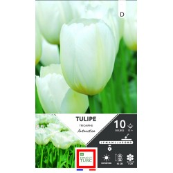 ERNEST TURC TULIPE triomphe...