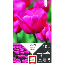ERNEST TURC TULIPE triomphe...