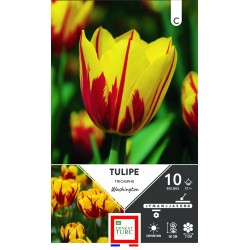ERNEST TURC TULIPE triomphe...