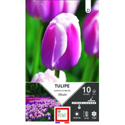 ERNEST TURC TULIPE x darwin...