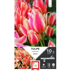 ERNEST TURC TULIPE...