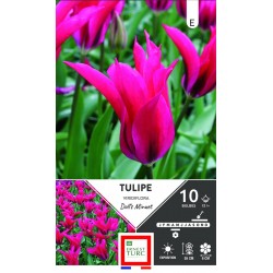 ERNEST TURC TULIPE...