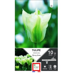 ERNEST TURC TULIPE...