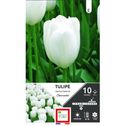 ERNEST TURC TULIPE simple...