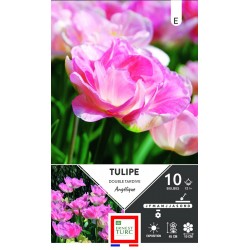 ERNEST TURC TULIPE double...