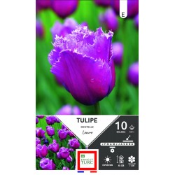ERNEST TURC TULIPE dentelle...