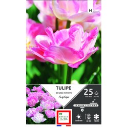 ERNEST TURC TULIPE double...