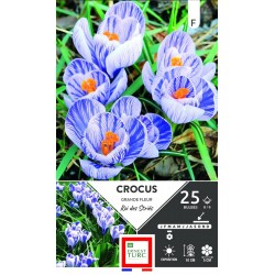 ERNEST TURC CROCUS grande...