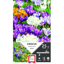 ERNEST TURC CROCUS Grande...