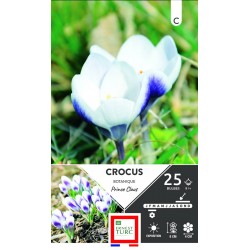 ERNEST TURC CROCUS...