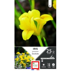 ERNEST TURC IRIS botanique...