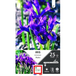 ERNEST TURC IRIS botanique...