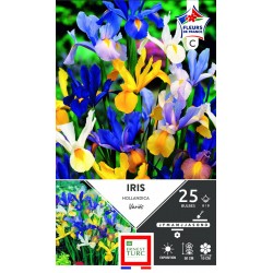 ERNEST TURC IRIS Hollandica...