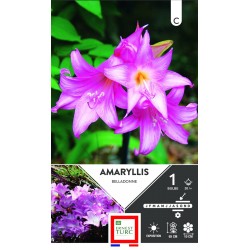 ERNEST TURC AMARYLLIS...