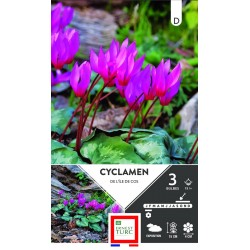 ERNEST TURC CYCLAMEN De...