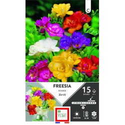 ERNEST TURC FREESIA double...