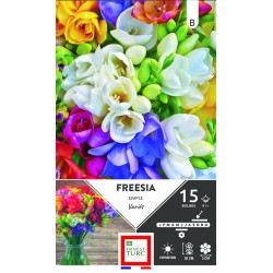 ERNEST TURC FREESIA Simple...