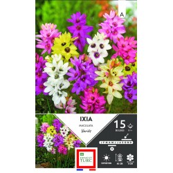 ERNEST TURC IXIA Maculata...