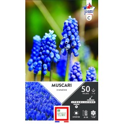 ERNEST TURC MUSCARI...