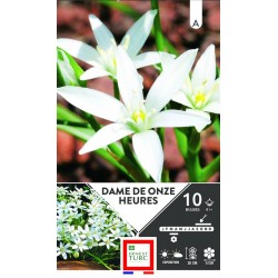 ERNEST TURC DAME DE 11...