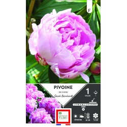 ERNEST TURC PIVOINE de...