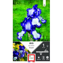 ERNEST TURC IRIS des...