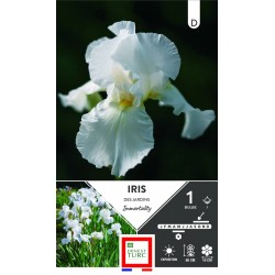ERNEST TURC IRIS des...