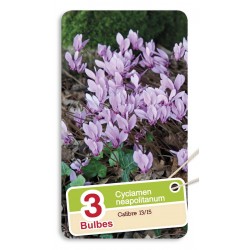 ERNEST TURC PROMO CYCLAMEN...