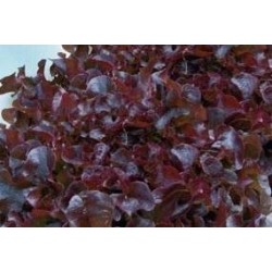 LAITUE 'Grenadine' FF B12M
