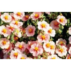 HELIANTHEMUM 'Miss Mould'...