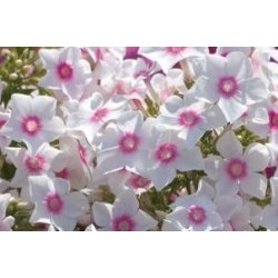 PHLOX paniculata 'Europa'...