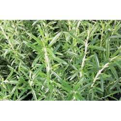 ROMARIN FF C1L
