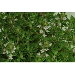 THYM citron FF C1L